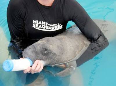 Fined for hugging a manatee