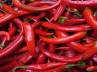 red chillies burn fat, red chillies for obesity, chillies could cure obesity problems, Chillies