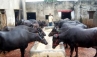 Haryana Animal Husbandry and Dairying department., Buffalo pageant, buffalo ramp walk in haryana, Ramp walk