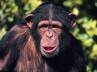 Chimpanzee Suzi, Hyderabad zoo, chimpanzee escapes from hyderabad zoo in india, Zoo