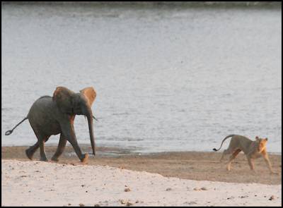 Baby Elephant fights with 14 lions