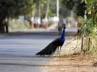 Gurgoan, Hassanpur village, 8 national birds die of heat stroke, Goan