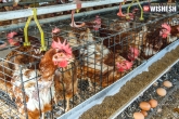 Bird flu, poultry farms, ap restricts chicken from telangana, Arms