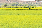 Telangana, Telangana, trs to focus on agriculture and irrigation, Rythu bandhu