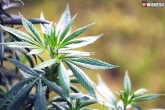 Cannabis consumption survey, Cannabis consumption new updates, andhra pradesh tops in the production of cannabis, Nabi