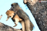 lion cub gets groomed by baboon, lion cub gets groomed by baboon pictures, social media turns weird after a lion cub gets groomed by baboon, Weird news