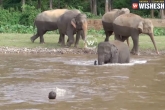 viral, video, baby elephant rushes to save trainer video goes viral, Thailand