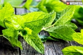 Mint Leaves bad, Mint Leaves good, seven health benefits of mint leaves, Vitamins