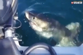 bite, Shark, big shark attacks a boat and bites it, Shark