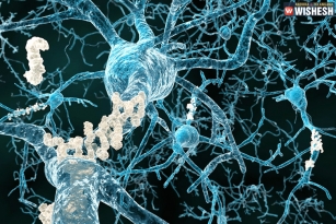 Brain protein causes Alzheimer&rsquo;s and memory loss, study revealed