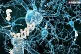 main reason for Alzheimer’s, protein that causes memory loss, brain protein causes alzheimer s and memory loss study revealed, Alzheimer