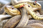 snakes, snakes, crpf personnel rescue snakes from flood water, Snake