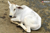 Viral news, Calf raped, youth raped a calf, Animals