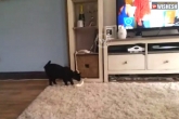 cat lifts phone, viral videos, cat lifts and answers the phone, Answers