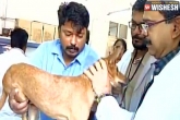 case, dog, chennai dog case culprits granted bail by local court, Culprit