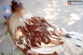 headless chicken, headless chicken, chicken survives without head for a week, Thailand