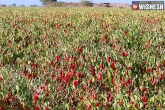 Chilli Farmers, India, telangana govt seeks center s help to support state s chilli farmers, Chilli farmers