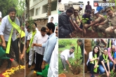 saplings, plantation, chiru nag praise cm kcr for harita haram programe, Haritha haram