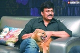 Boyapati Seenu, Chiranjeevi, chiranjeevi to remake that recent blockbuster, Boyapati seenu