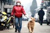 Coronavirus deaths, Coronavirus, a dog in hong kong tested positive with coronavirus, Dog