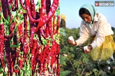 Red Chillies, Cotton Cultivation, chilli farmers move to lucrative cotton in ap, Chillies