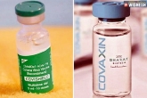 Covishield Vs Covaxin antibodies, India, covishield s immune response better than covaxin, Vaccine