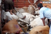 Maharashtra Animal Preservation amendment Act, Maharashtra Animal Preservation amendment Act, 5 years jail for slaughter, Slaughter