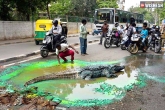 Civic authorities, Bangalore, crocodile on road to slap the authorities, Bangalore