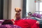 dog epilepsy, viral videos, see how dog saved woman from epilepsy, Dog fits