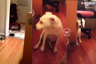 Watch: Dog says sorry to owner
