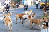 Punjab and Haryana Court, Dogbite victims breaking, dogbite victims to get rs 10000 per teeth mark, Haryana