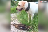 Duck and dog viral video news, Duck and dog viral video updates, duck s oscar worthy performance escaping from a dog goes viral, Oscar