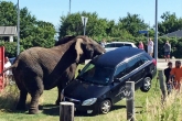viral videos, viral videos, elephant smashes car terrorizes tourists, Denmark beach