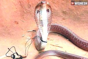 Farmer Ties a Snake to the Pole for Bitting Him