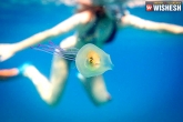 Australian photographer, Tim Samuel, photographer captures a rare picture of a fish trapped inside jelly fish, Underwater