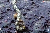 Spider snake video byte, Spider snake latest, freaking video of a spider snake is now viral, Snake