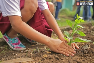 GHMC All Set To Plant 40 Lakh Saplings In Hyderabad