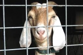 Logic Jokes, Jokes, chhattisgarh goat awakens a hypothetical question, Goat