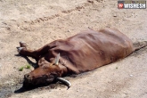 thrashed, killing, dalits thrashed for killing cow in rajahmundry, Cow