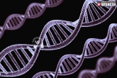 Group of genes are the 'genetic recipe' for youthful skin, Group of genes are the 'genetic recipe' for youthful skin, group of genes behind looking young says study, Look young