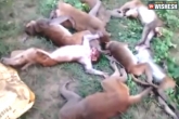 12 monkeys UP dead, 12 monkeys latest, tiger scare heart attack for 12 monkeys, Monkey