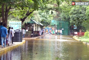 Hyderabad Zoo Enclosure Submerge, Animals Fall Sick
