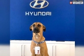 Hyundai, Tuscon Prime in Hyundai, hyundai showroom in brazil adopts a street dog, Hyundai