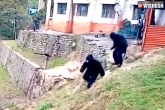 ITBP officials for monkeys, ITBP officials video, two itbp officials dress themselves as bears to confront monkeys, Monk