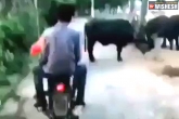Instant Karma latest, Kicking a buffalo video, internet calls instant karma after men on bike kicks a buffalo on the road, Internet