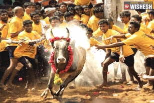 Jallikettu, tamilians pride, activists envy