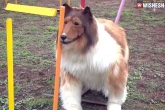 Toco Japan man, Toco new updates, japanese man who transformed into a dog fails agility test, Dog