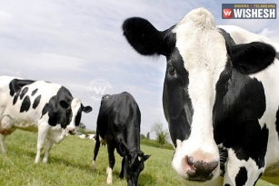 Jersey cows milk turns children to crime