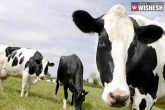 Weird facts, Weird facts, jersey cows milk turns children to crime, Jersey cows