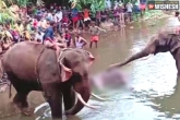 Kerala pregnant elephant incident, Kerala pregnant elephant, nationwide outrage for killing pregnant elephant in kerala, Kerala cm